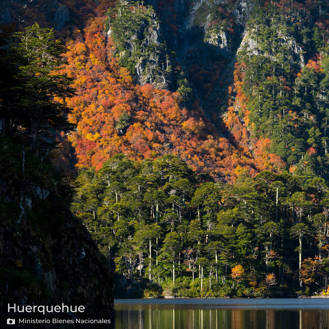 Hamaca Doble Huerquehue